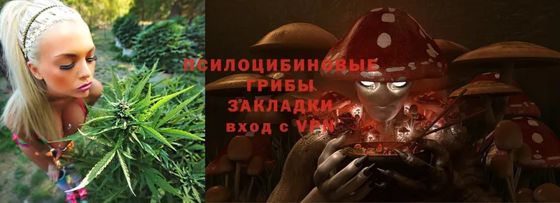 Галлюциногенные грибы Cubensis  как найти   Коряжма 